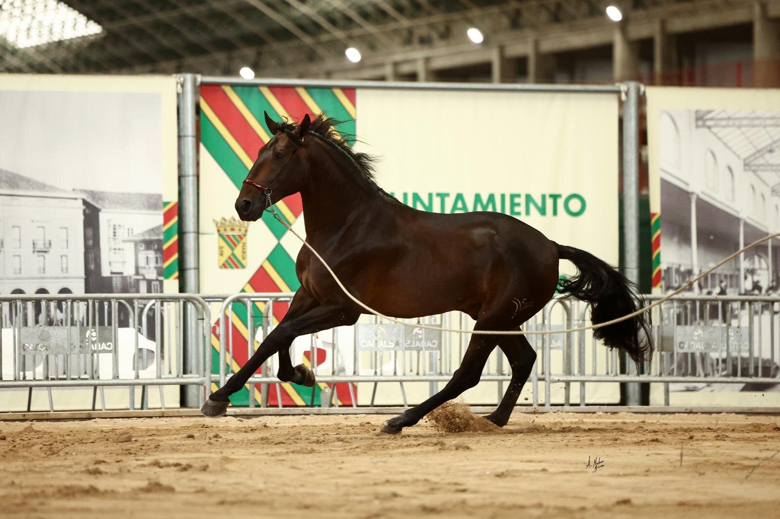 Ejemplar al trote en concurso de morfología