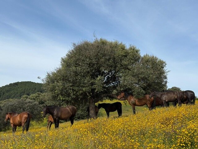 Rebaño de la yeguada bajo una encina, entre flores amarillas